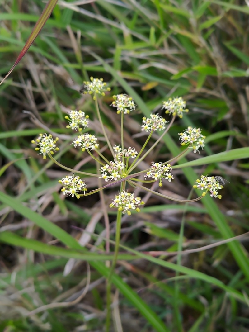 Pimpinella niitakayamensis photo 4