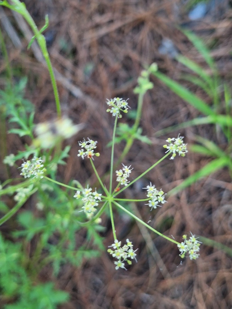 Pimpinella niitakayamensis photo 5