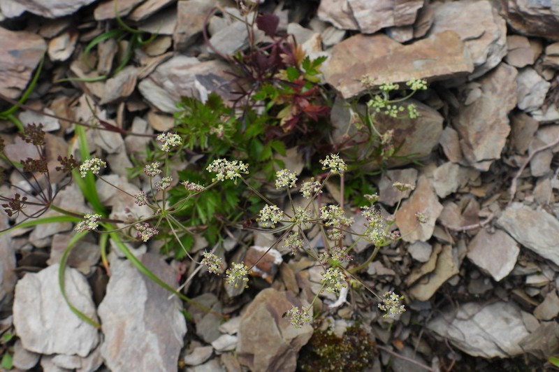 Pimpinella niitakayamensis photo 6