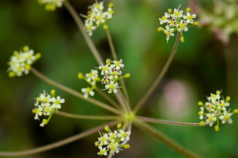 Pimpinella niitakayamensis photo 7