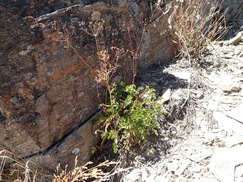 Pimpinella niitakayamensis photo 8