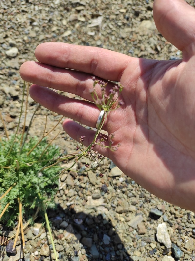 Pimpinella nudicaulis photo 2