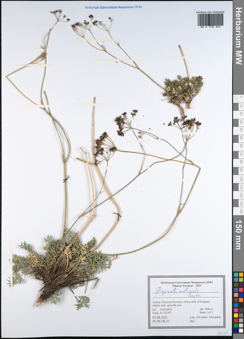 Pimpinella nudicaulis photo 3
