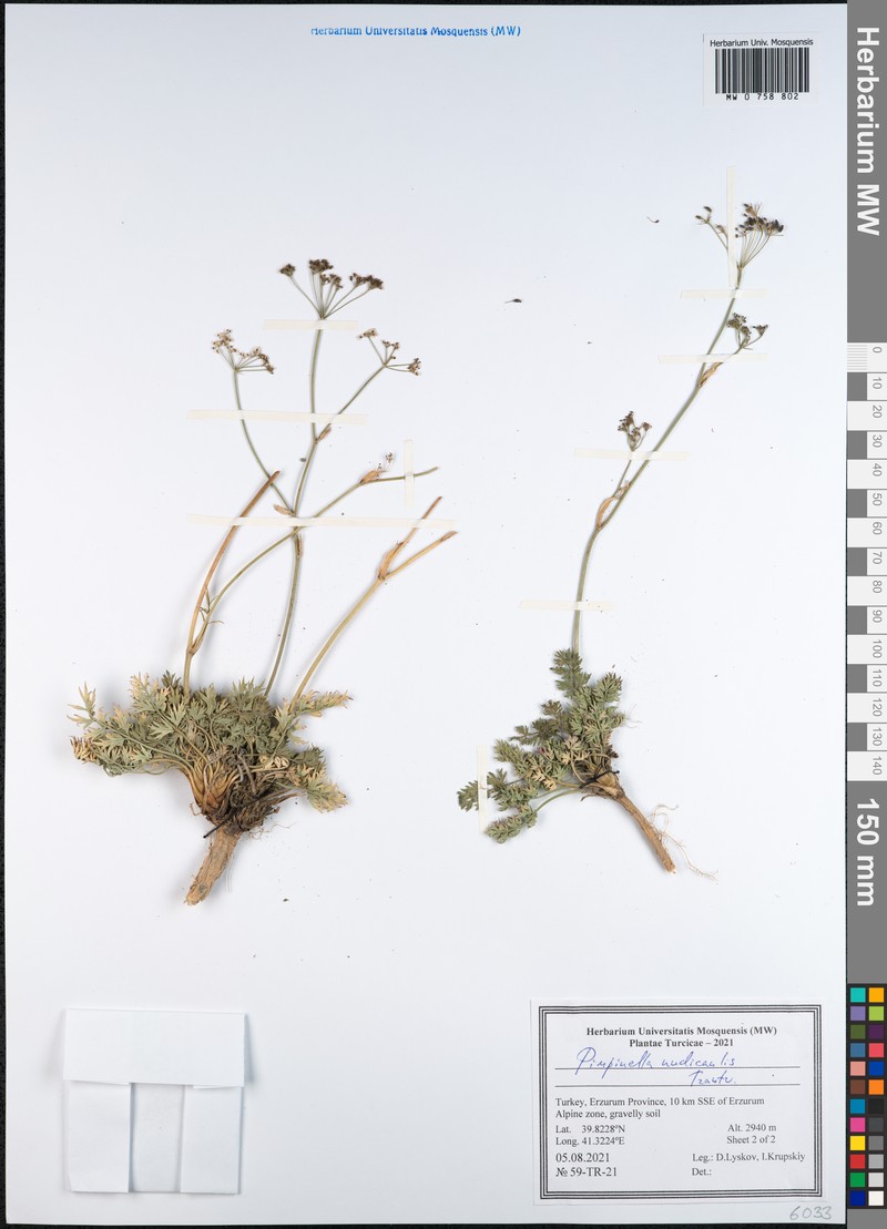 Pimpinella nudicaulis photo 4