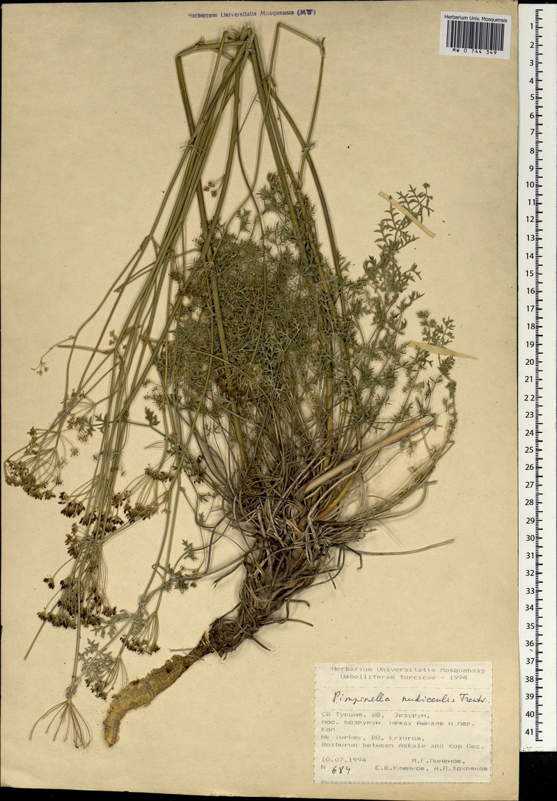 Pimpinella nudicaulis photo 5