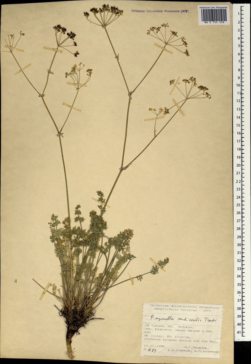 Pimpinella nudicaulis photo 6