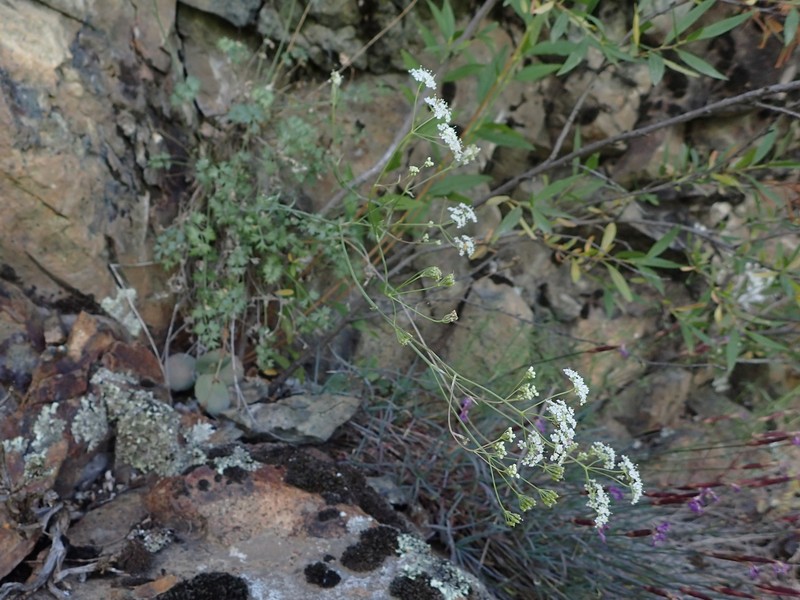 Pimpinella nudicaulis