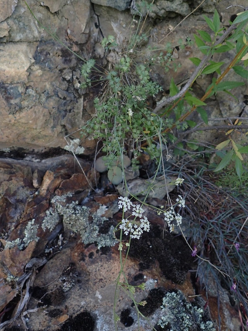 Pimpinella nudicaulis photo 7