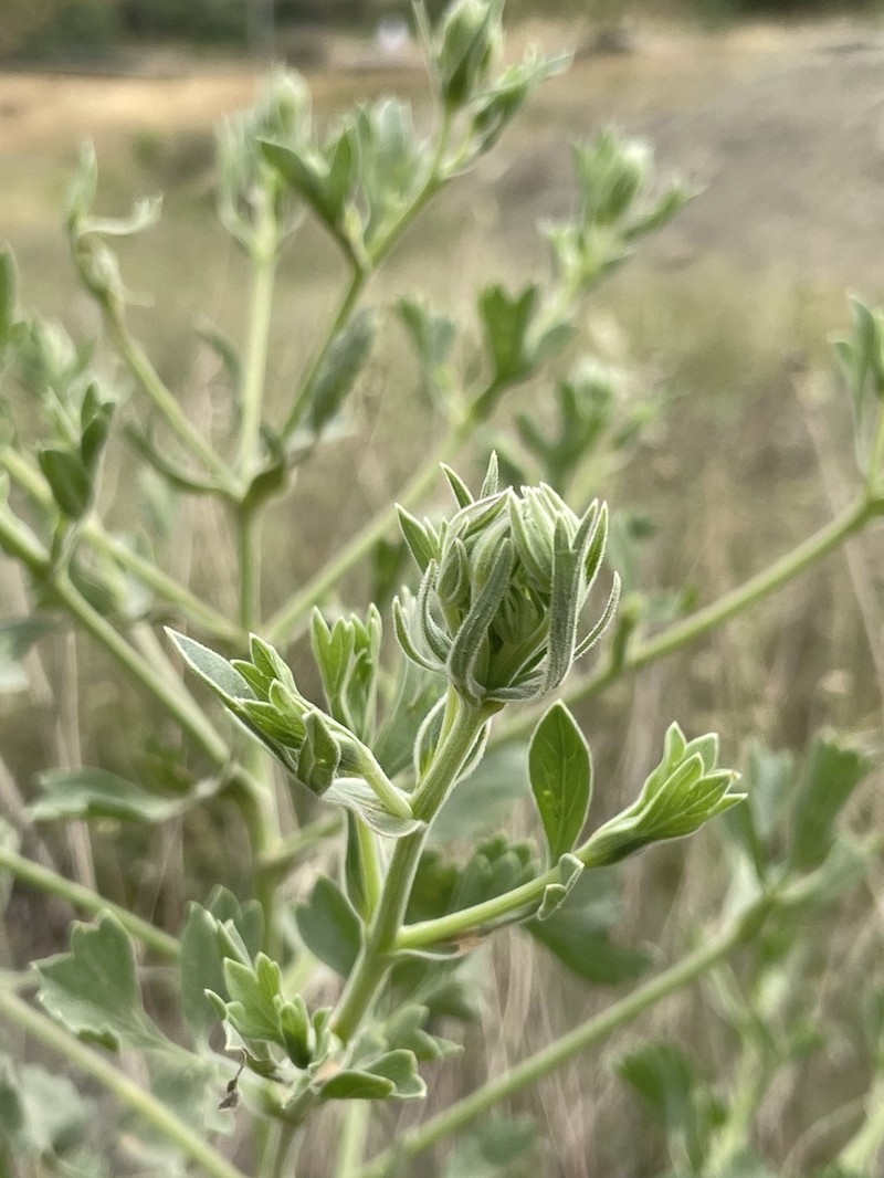 Pimpinella oliverioides