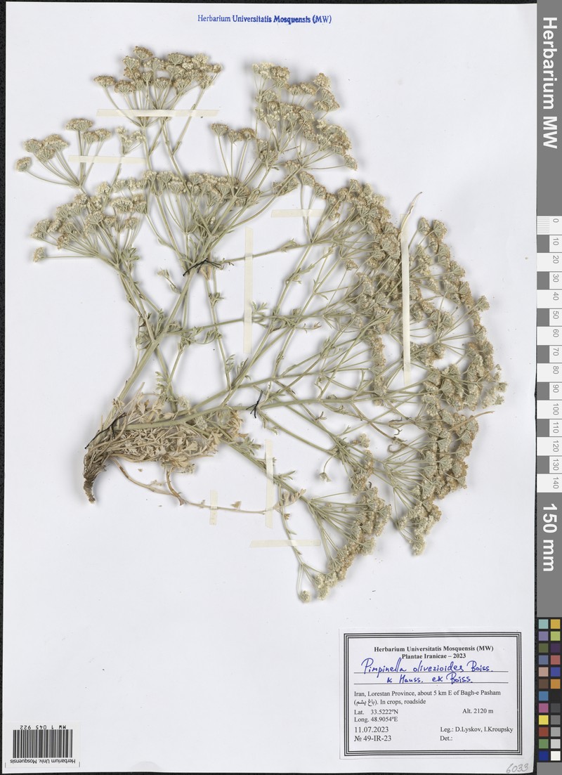 Pimpinella oliverioides photo 2