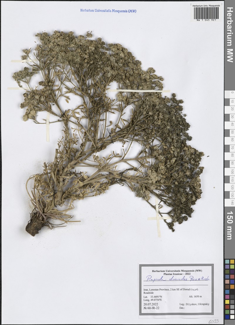 Pimpinella oliverioides photo 3