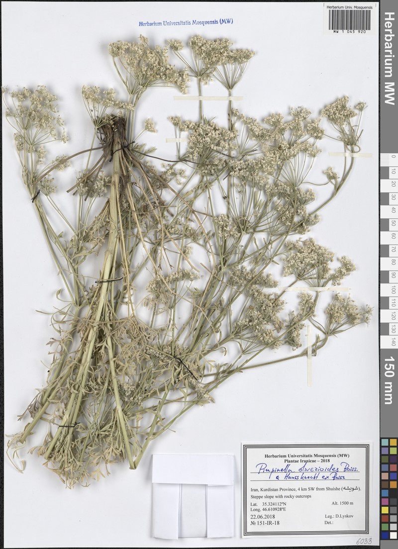 Pimpinella oliverioides photo 4