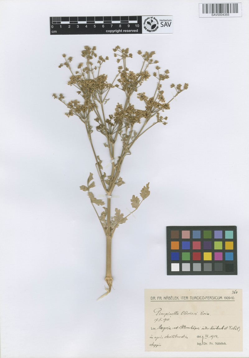 Pimpinella olivieri