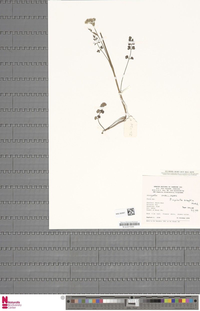 Pimpinella oreophila