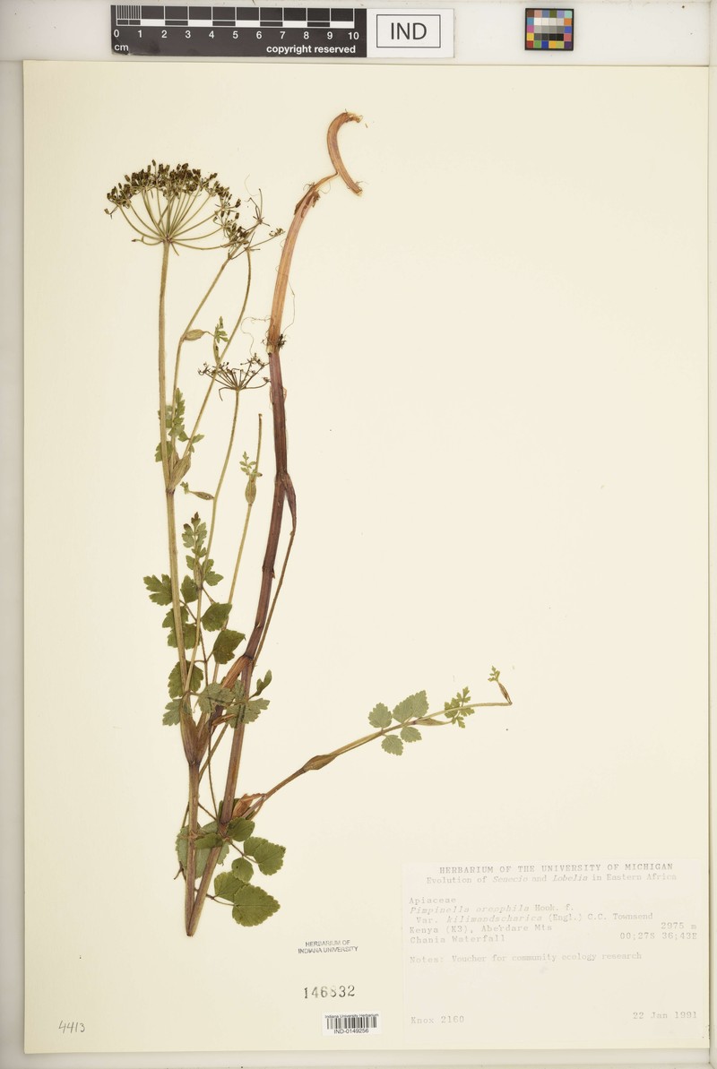 Pimpinella oreophila photo 2