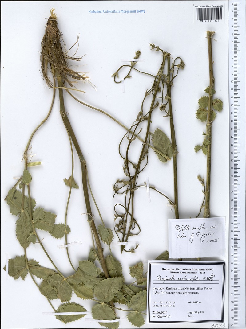 Pimpinella pastinacifolia
