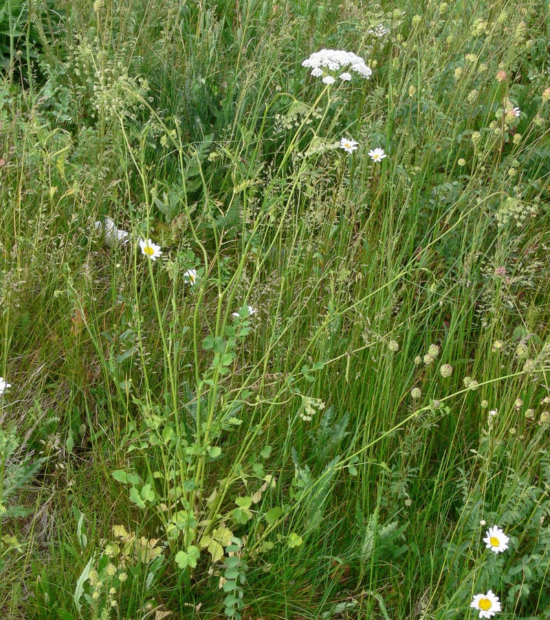 Pimpinella peregrina