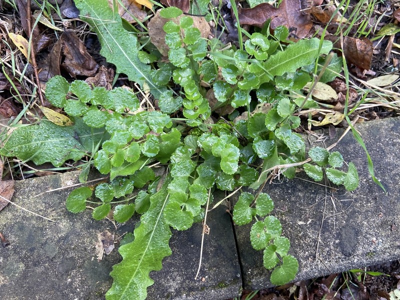 Pimpinella peregrina photo 2