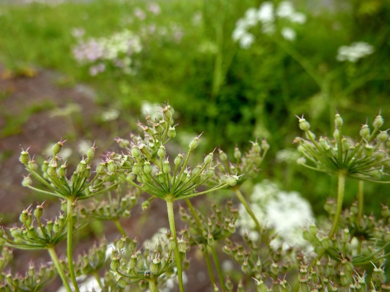 Pimpinella peregrina photo 3