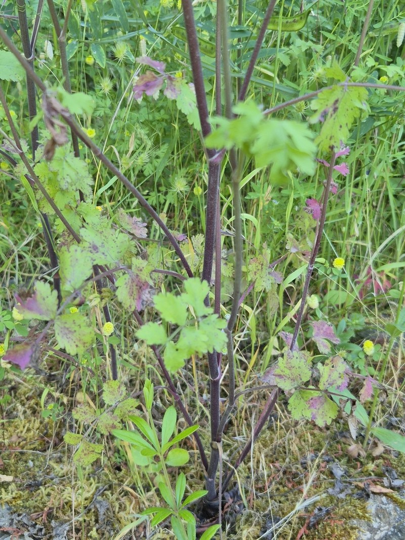 Pimpinella peregrina photo 4