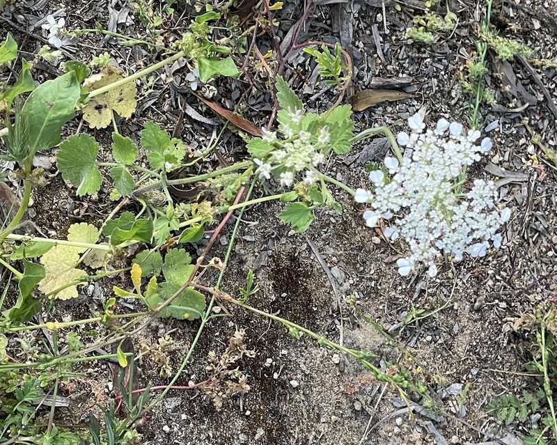 Pimpinella peregrina photo 5