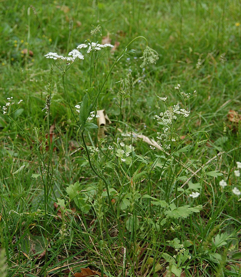 Pimpinella peregrina photo 6