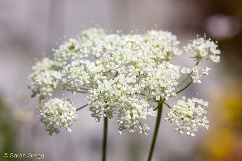 Pimpinella peregrina photo 7