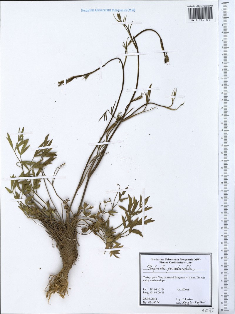 Pimpinella peucedanifolia