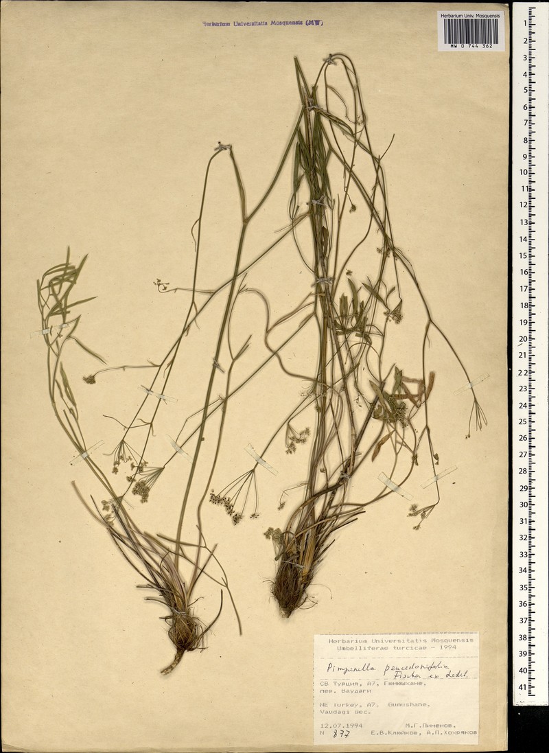Pimpinella peucedanifolia photo 4
