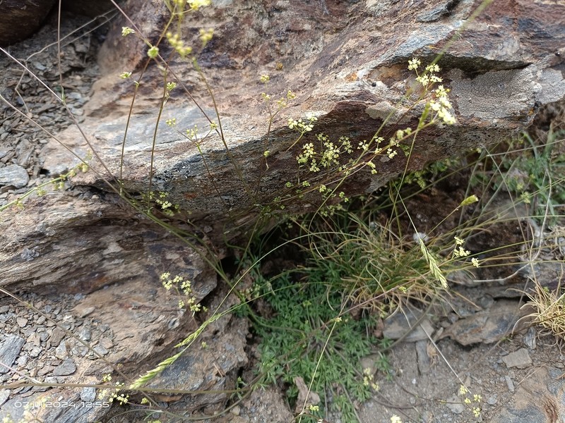 Pimpinella procumbens