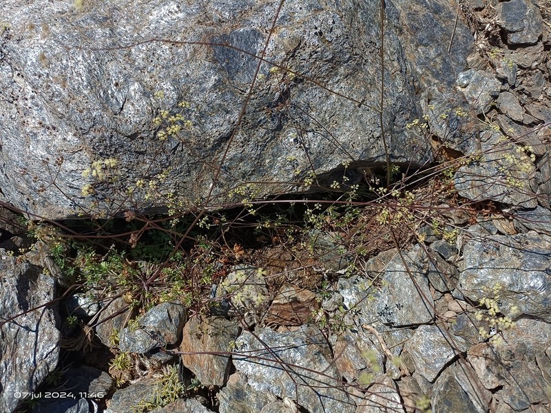 Pimpinella procumbens photo 2