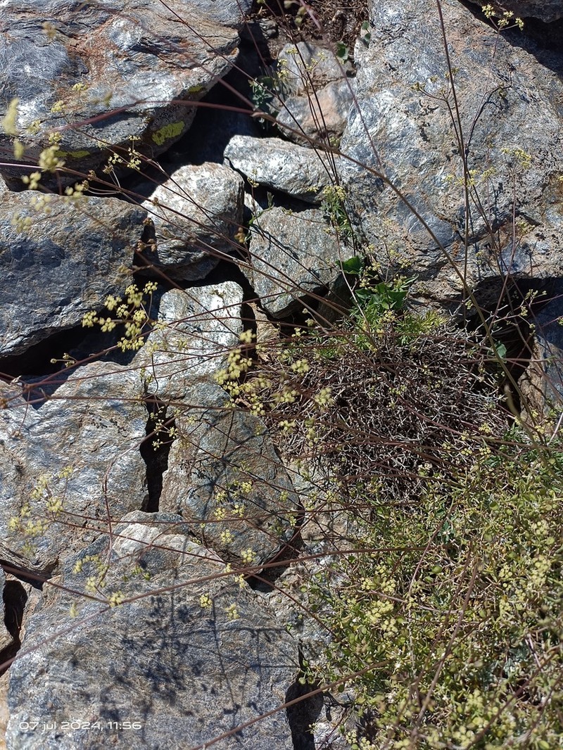 Pimpinella procumbens photo 3
