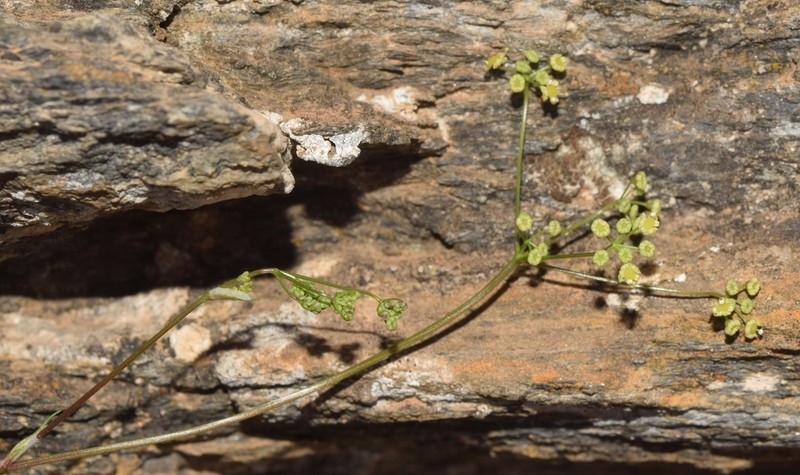 Pimpinella procumbens photo 4