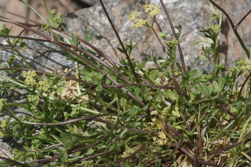 Pimpinella procumbens photo 5