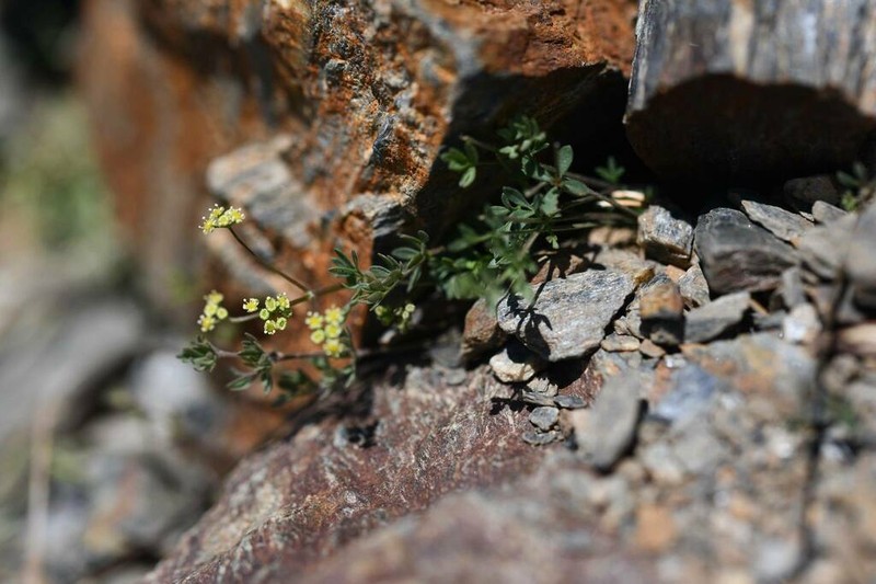 Pimpinella procumbens photo 6