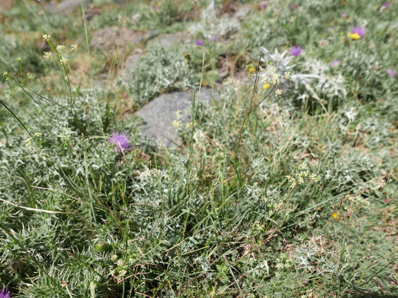 Pimpinella procumbens photo 7