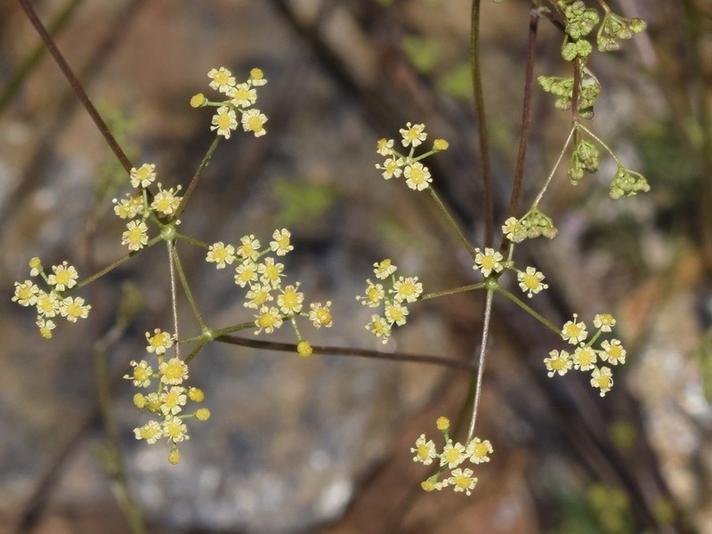 Pimpinella procumbens photo 8