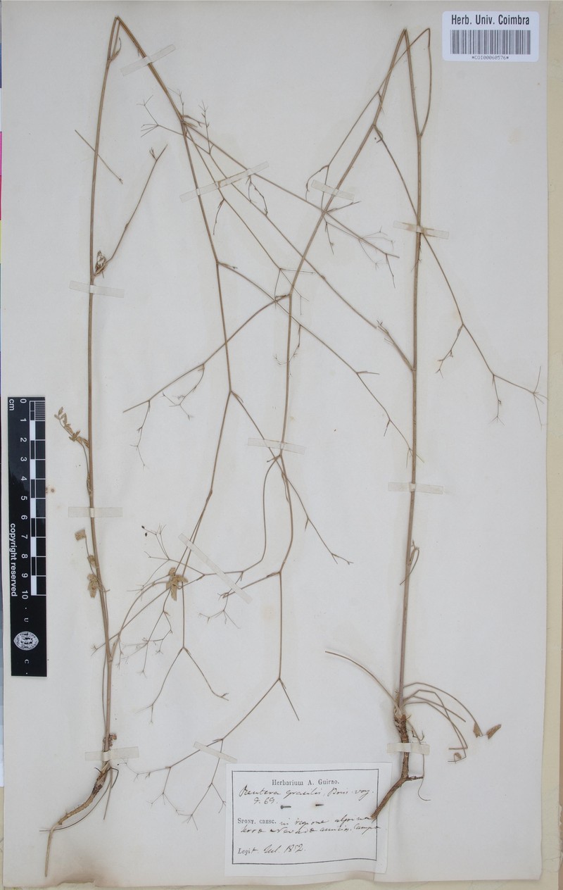 Pimpinella propinqua