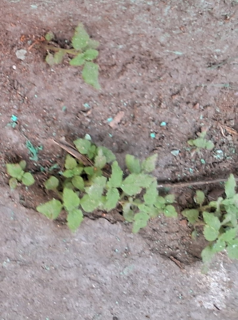 Pimpinella pruatjan photo 2