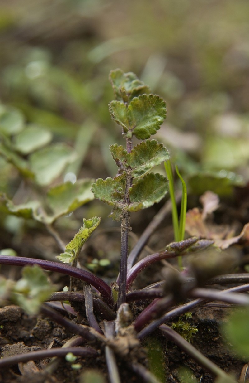 Pimpinella pruatjan photo 3