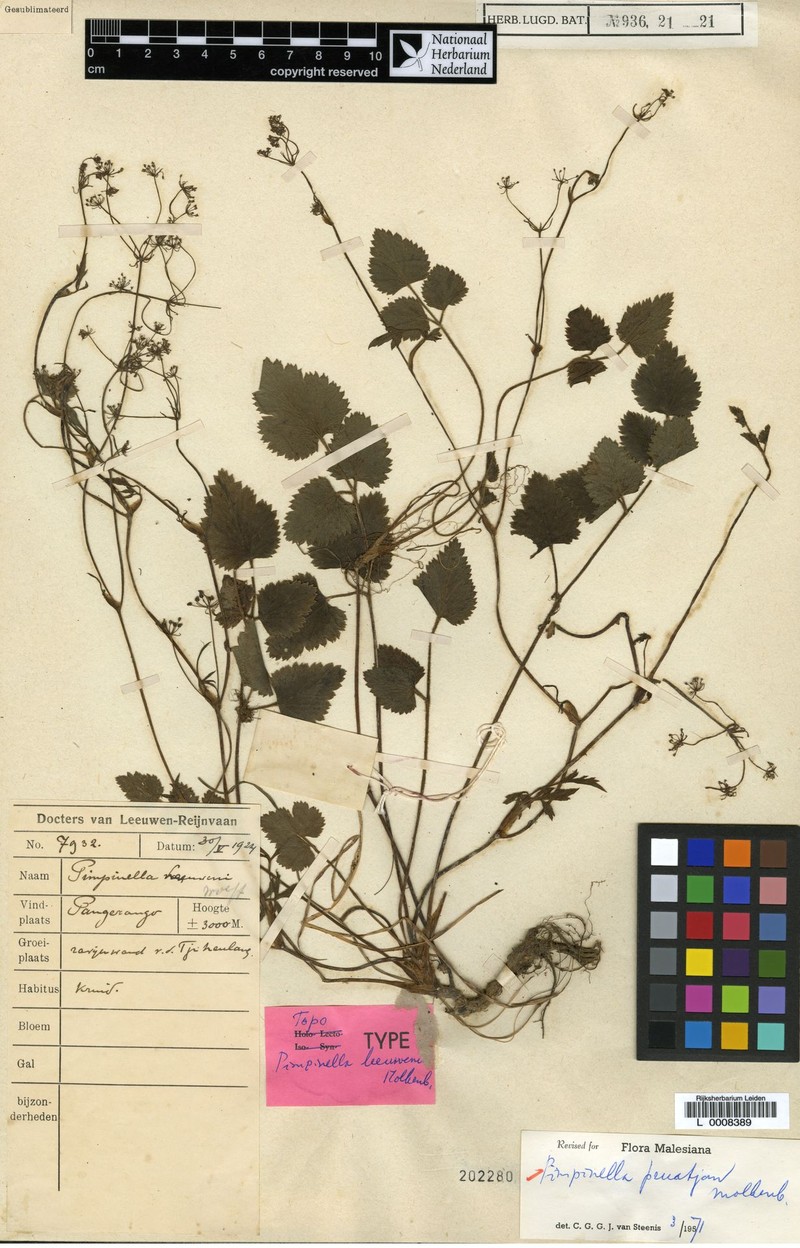 Pimpinella pruatjan photo 4