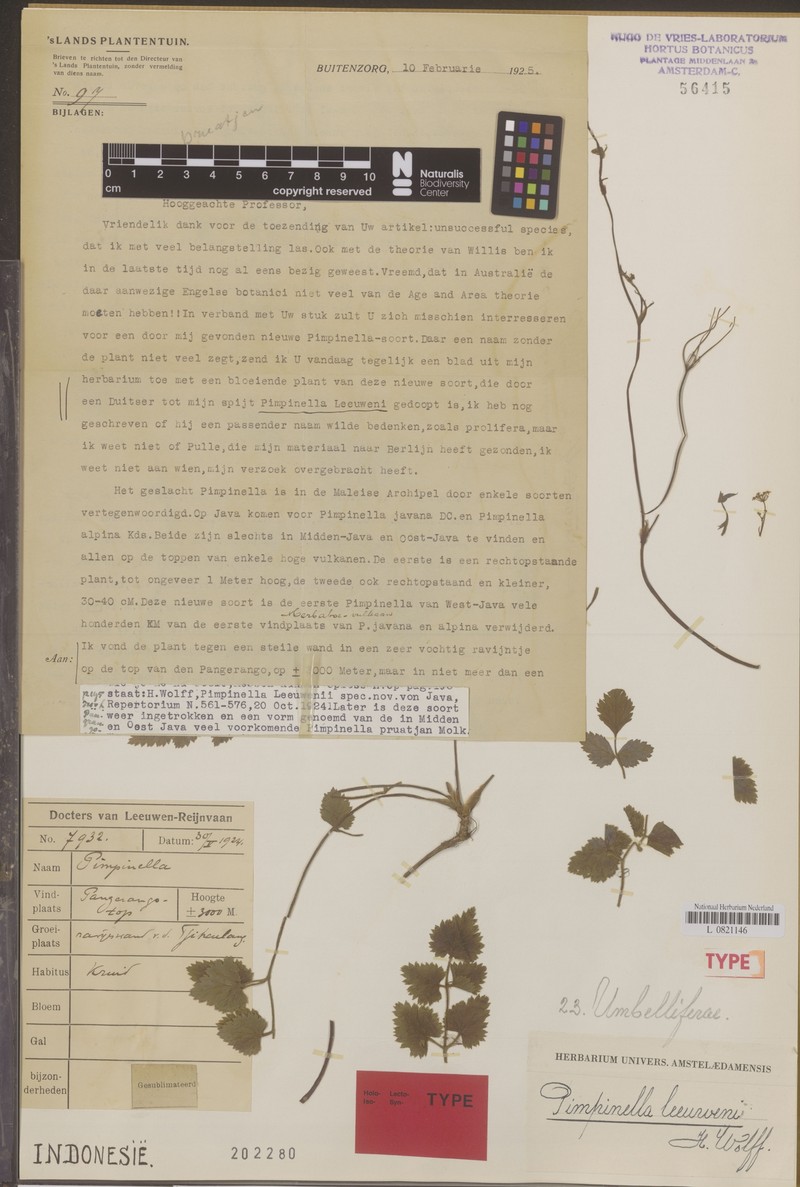 Pimpinella pruatjan photo 5