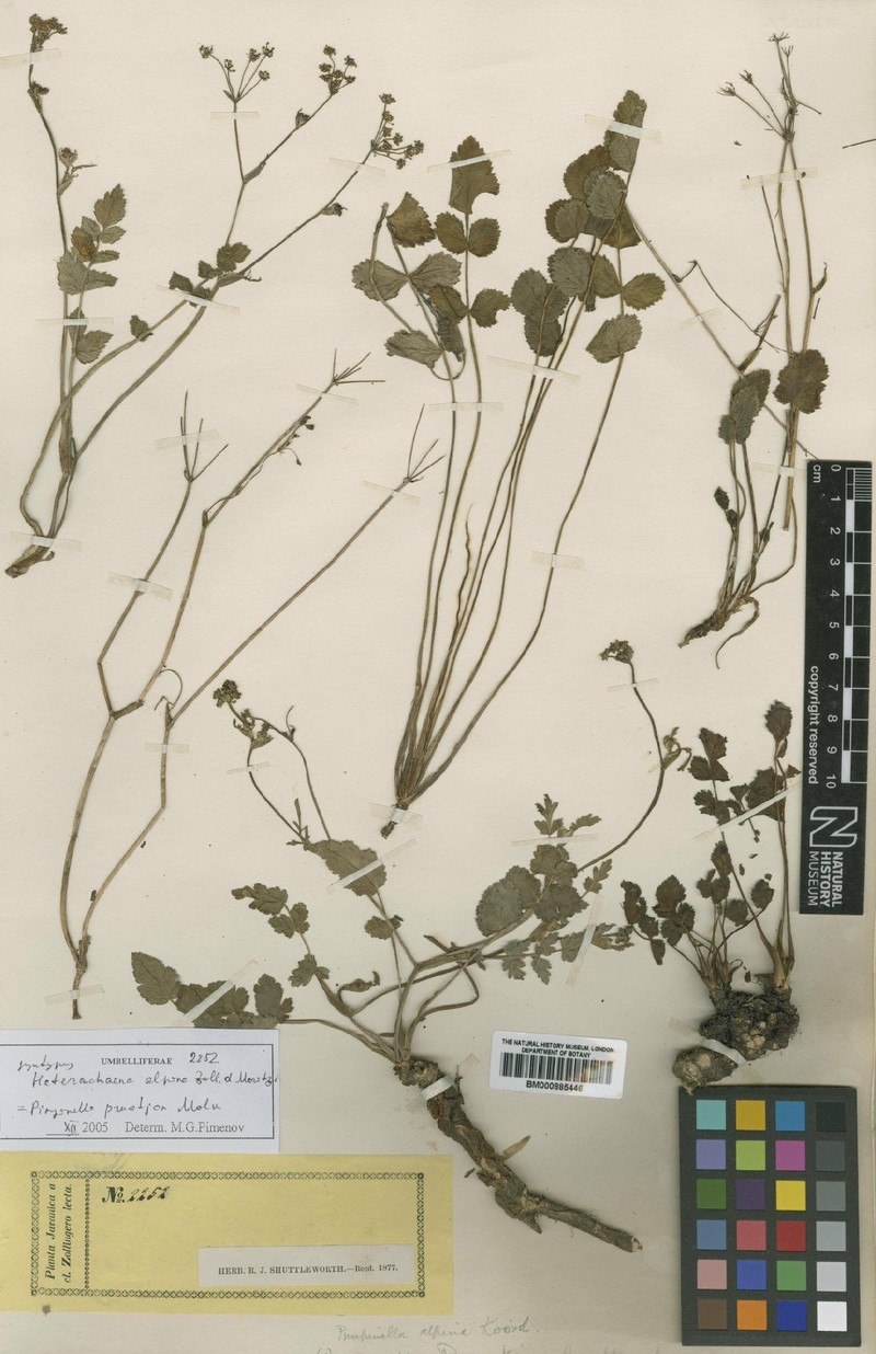 Pimpinella pruatjan photo 7