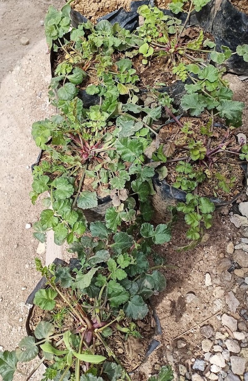Pimpinella pruatjan