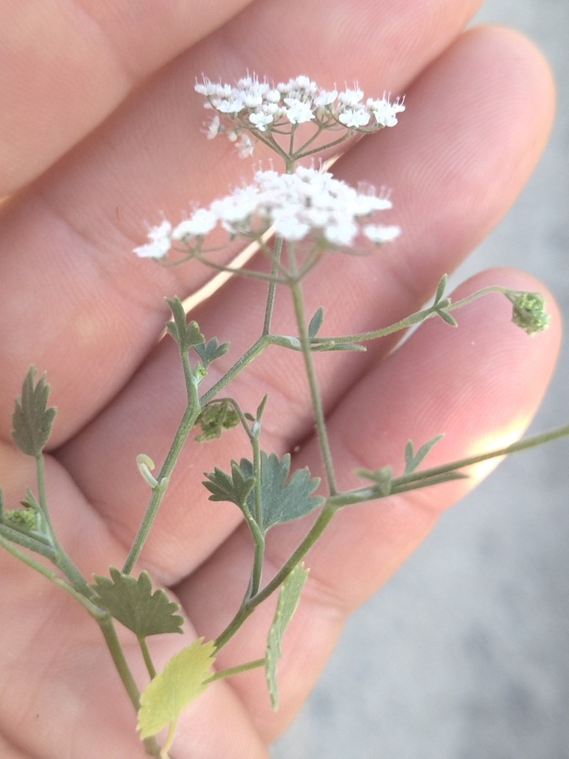 Pimpinella puberula photo 2