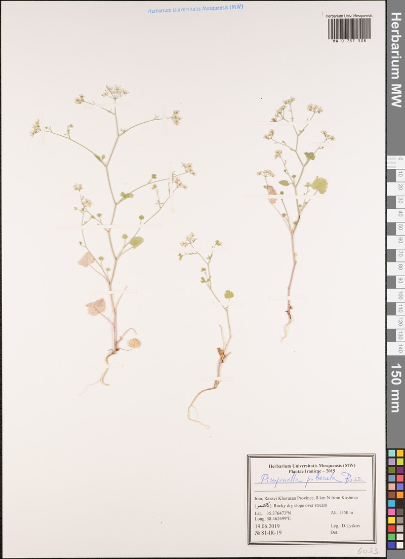 Pimpinella puberula photo 3