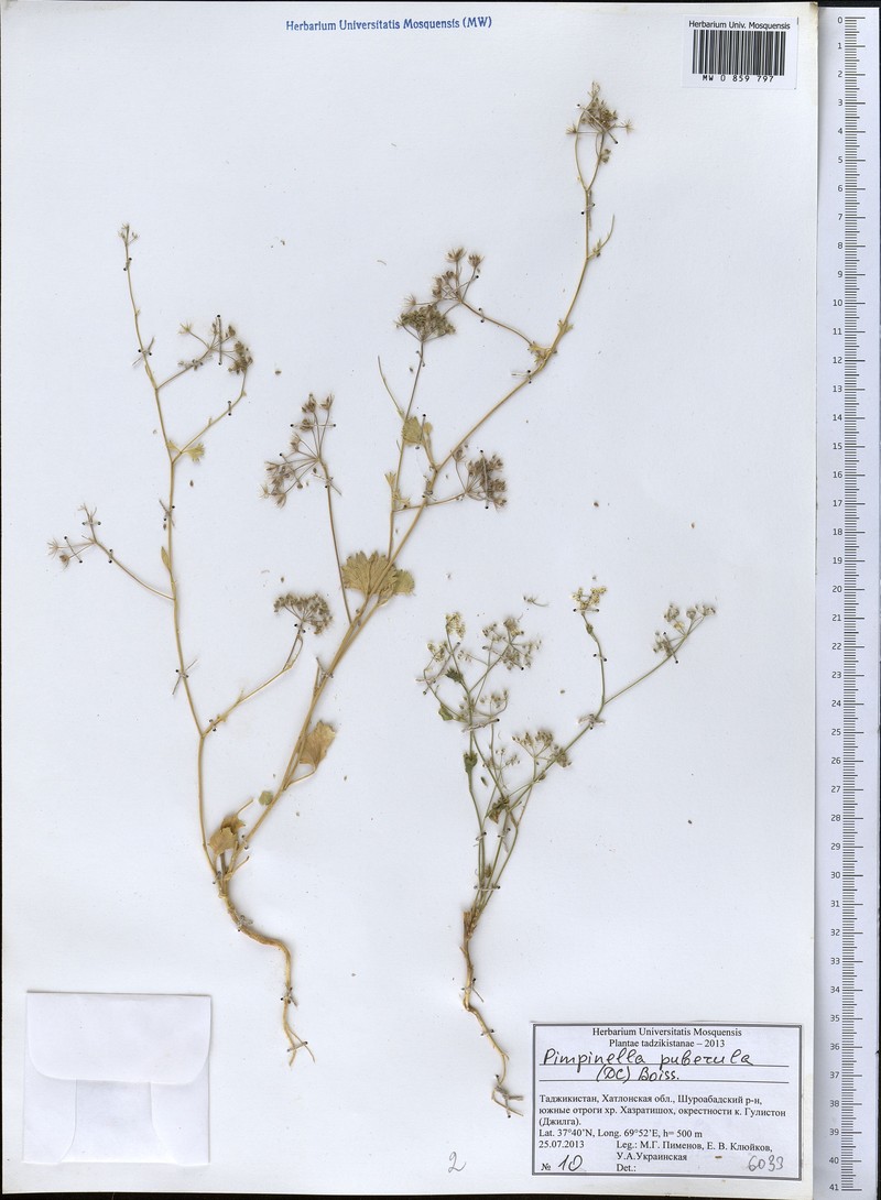 Pimpinella puberula photo 4