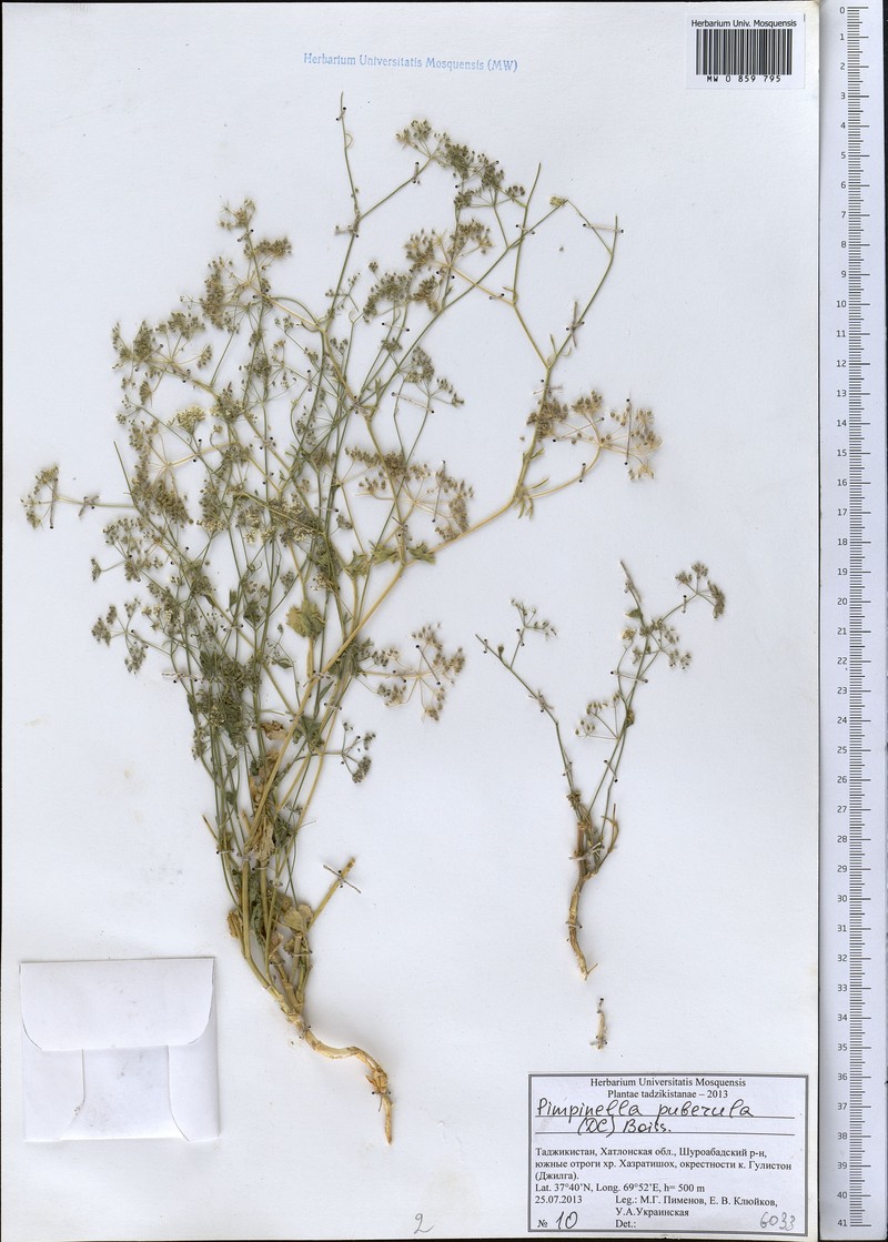 Pimpinella puberula photo 5