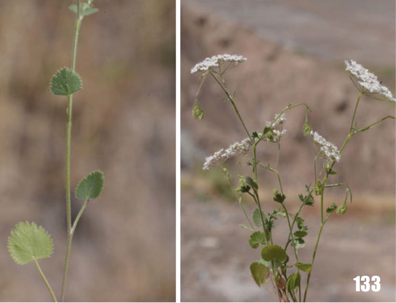 Pimpinella puberula