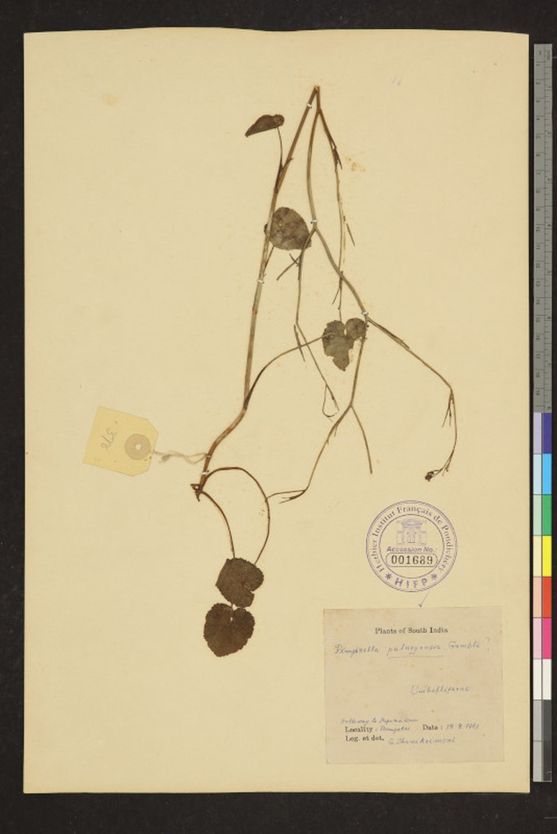 Pimpinella pulneyensis photo 2